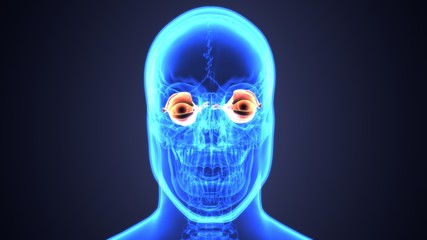 3d illustration human body eye anatomy