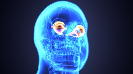 3d illustration human body eye anatomy