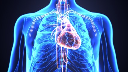 3d illustration of human body organ(heart anatomy)   © PIC4U