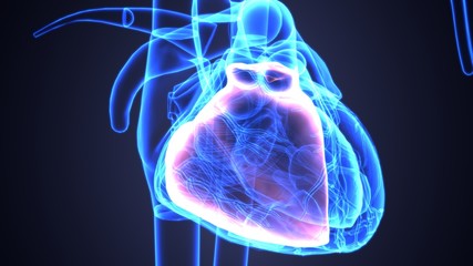 Fototapeta na wymiar 3d illustration of human body organ(heart anatomy) 
