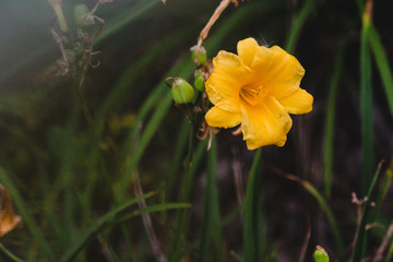 yellow flower at dusk