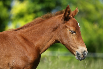 Naklejka na ściany i meble Photo of a newborn foal on summer meadow closeup