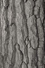 Texture of tree bark for background
