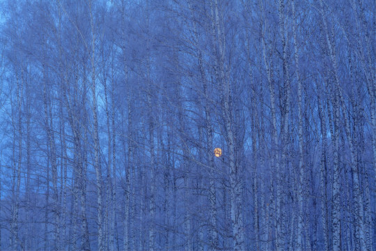 Trees in forest during winter at night
