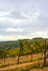 Naklejka premium Vineyard mountains in Stellenbosch valley South-Africa