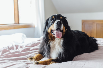 Close-up of dog panting while lying on bed at home