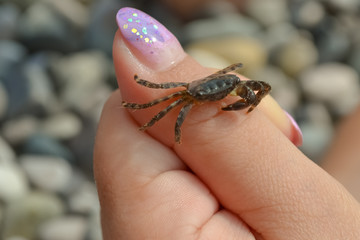 a small crab is located on the female finger with a pink nail
