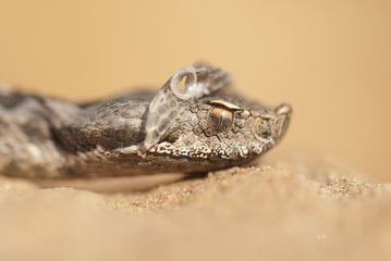 Portrait of a snout viper changing its skin, Vipera latastei, A Lataste's Viper
