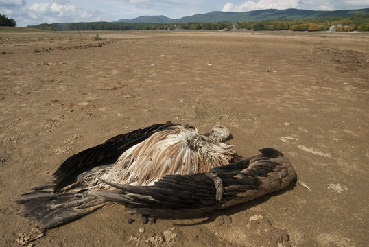 A vulture killed by poison in the dry bed of a reservoir, Gyps fulvus
