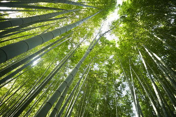 Obraz na płótnie Canvas Japanese bamboo forest 