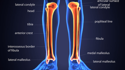 3D Illustration of Human Skeleton Tibia and Fibula Bones
