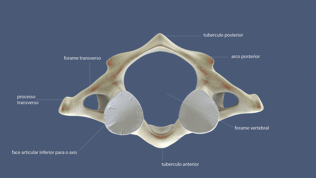 Labeled Atlas Bone Axis (anatomy) Wikipedia