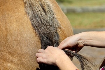 Hands Braiding Horse Tail