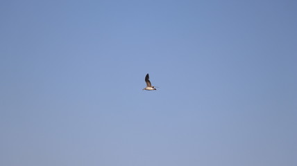Flying Seagull