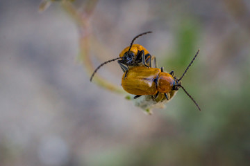 Pair of beetles perched on a stem