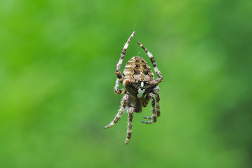 Spider in his web. European garden spider in his web
