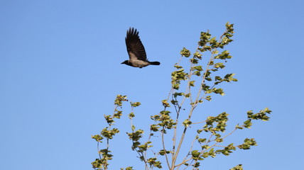 Flying Crow