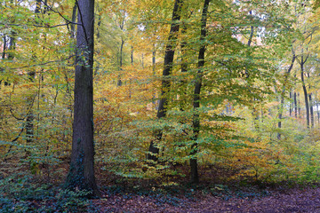 Herbstwald