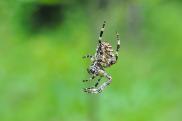 Spider in his web. European garden spider in his web