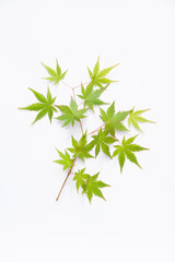 Naklejka premium 白背景の青もみじ