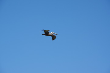 Brown Pelican Texas Coast