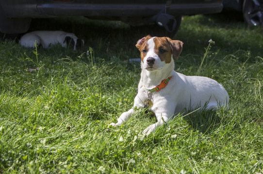 Jack Russell Terrier dog posing in the grass, white brown fur, domestic animal