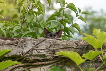 Domestic black cat is hiding on the stone wall