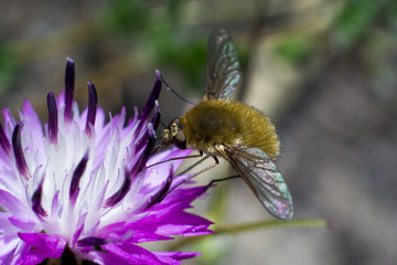 INSECT ON A FLOWER