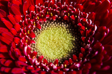 red flower background