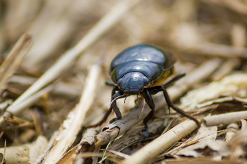 Dynastinae female rhinoceros beetle walking along vegetation on the ground