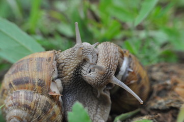Couple of snails mating. Snails in their love dance