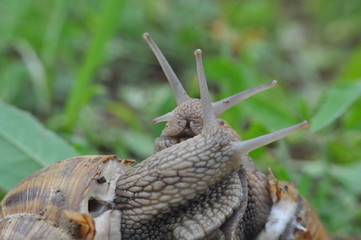 Couple of snails mating. Snails in their love dance