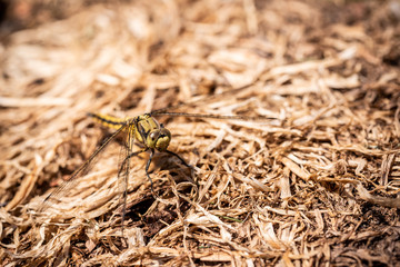Big yellow draginfly which is perched on dry grass