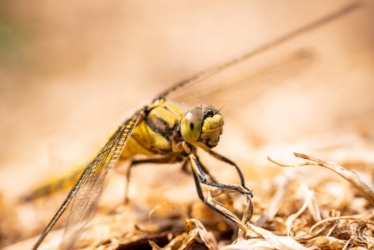 Detail of yellow draginfly which is perched on dry grass
