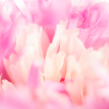 Part of a pink peony close-up.