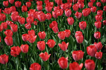 Meadow with red bright flowers