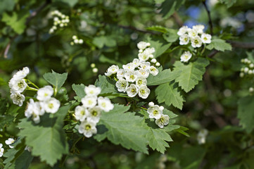 Green plant with white flowers