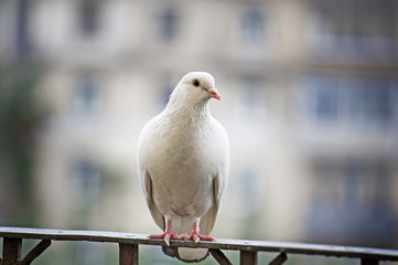 White pigeon on handrail