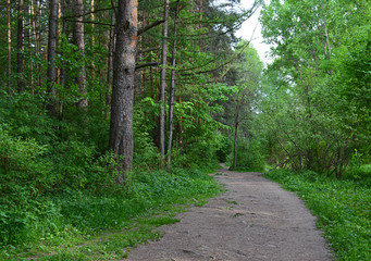 Fototapeta premium forest road of tourists among the trees in summer and spring