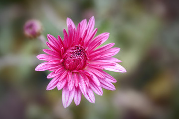 Obraz premium Chrysanthemum