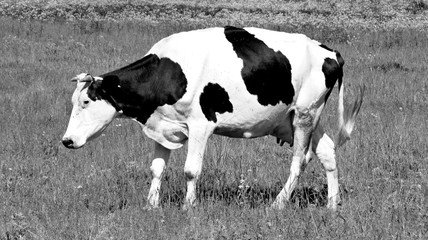 cow with black spots grazes on a spring meadow. black and white photo