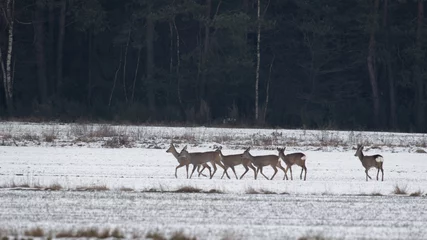 Photo sur Plexiglas Cerf Paysage d& 39 hiver du troupeau de chevreuils