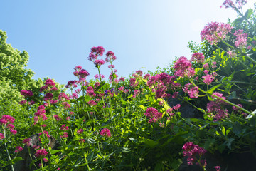 Fototapeta premium thicket of red high flowers in a spring meadow against a blue sky