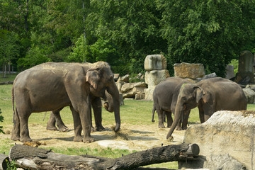 Fototapeta premium elephants walking in the Zoo