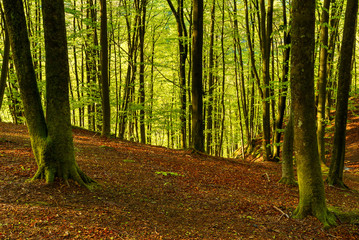 Lush and green beech forest in hilly terrain on a sunny spring morning. Soderasen national park in Sweden.