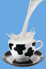 Cow cup being poured