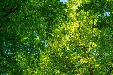 Lush and green beech canopy on a sunny day. Some blue sky visible among the leaves.