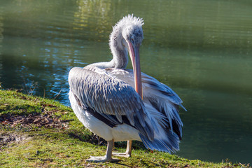 Pelican near the water preening its feathers.