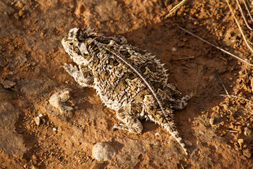 Horned toad lizard