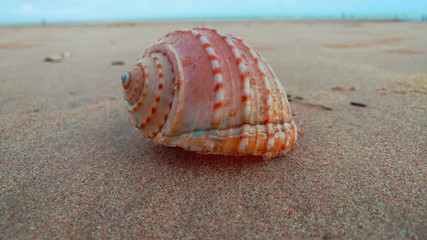 Sea Shell On Beach